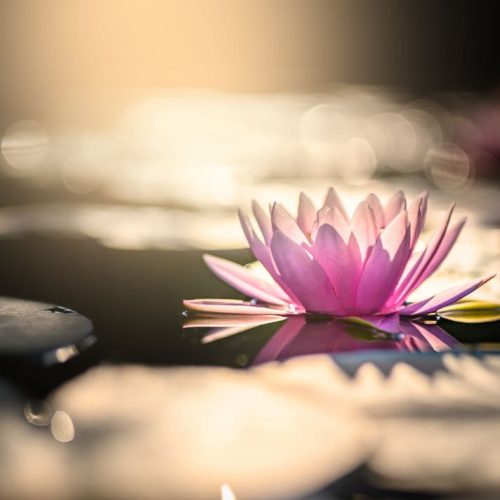 beautiful-lotus-flower-water-after-rain-garden